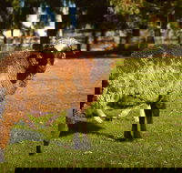 Enderslie House Bed  Breakfast - Holiday Jervis Bay