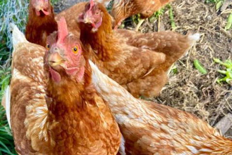 Sassafras Springs - Holiday Jervis Bay 2