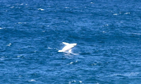 Sea Whispers - Holiday Jervis Bay 3