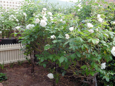 Baronet B & B - Holiday Jervis Bay 18