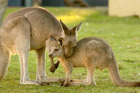 BIG4 Tasman Holiday Parks - Racecourse Beach - Holiday Jervis Bay 39