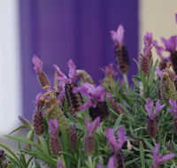 The Purple Door on Seaview - Holiday Jervis Bay