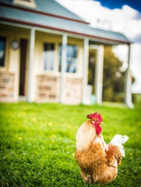 Barossa Vineyard Cottages - Holiday Jervis Bay 39