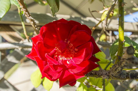 Stoneleigh Cottage Bed And Breakfast - Holiday Jervis Bay 16