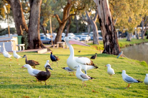 BIG4 Renmark Riverfront Holiday Park - Holiday Jervis Bay 9