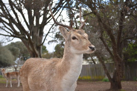 Deer Park Motor Inn Armidale - Holiday Jervis Bay 22