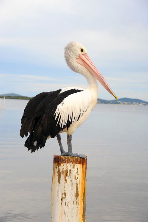Hotel Nelson - Holiday Jervis Bay 29