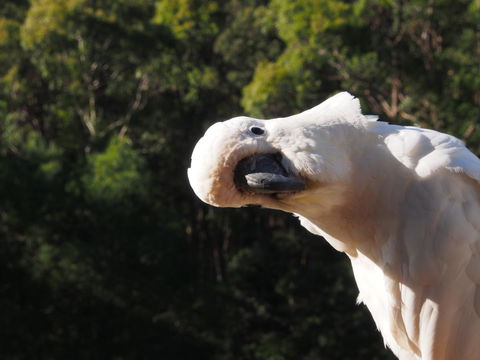 Bundle Hill Cottages - Holiday Jervis Bay 1