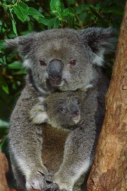 Flynns Beach Resort - Holiday Jervis Bay 11