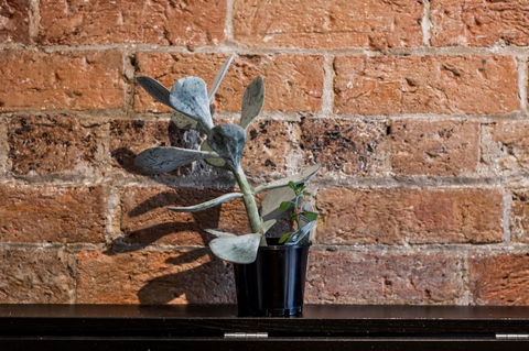 Chippendale Â· Quaint 1880â€™s Sydney Chippendale Terrace House - Holiday Jervis Bay 9