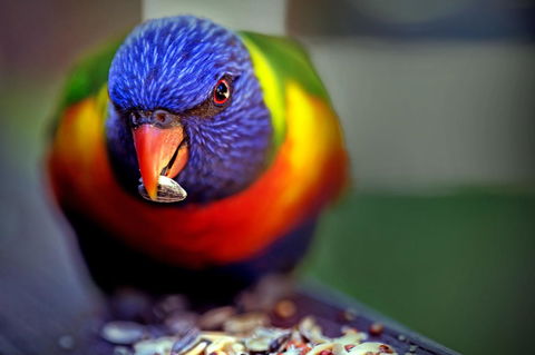 Condo 105 @ Horizons Golf Resort - Salamander Bay NSW - Holiday Jervis Bay 19