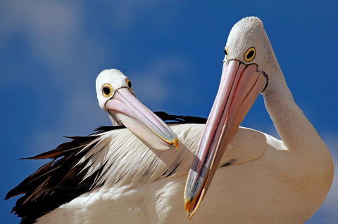 Condo 105 @ Horizons Golf Resort - Salamander Bay NSW - Holiday Jervis Bay 14