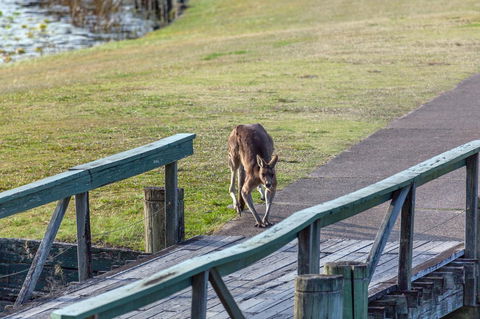 Condo 105 @ Horizons Golf Resort - Salamander Bay NSW - Holiday Jervis Bay 11