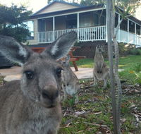 Bush  Bay Cottage - Holiday Jervis Bay