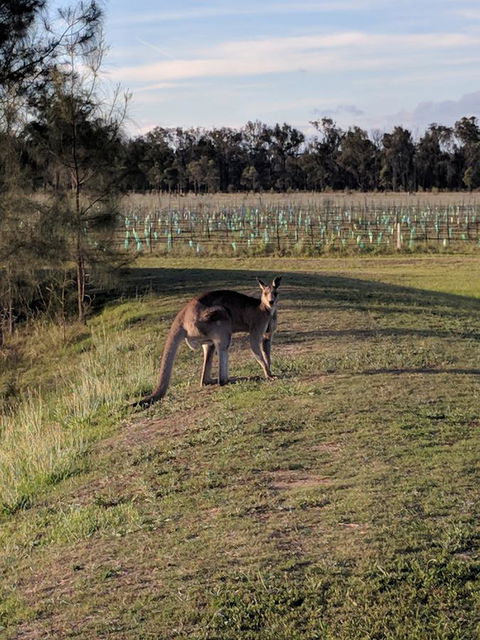 Madigan Wine Country Cottages - Holiday Jervis Bay 7