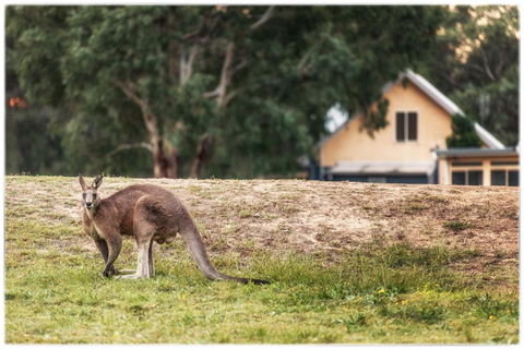 Madigan Wine Country Cottages - Holiday Jervis Bay 4