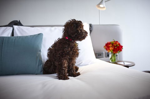 Hotel Indigo Sydney Potts Point, An IHG Hotel - Holiday Jervis Bay 28