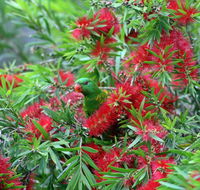 Bottlebrush B  B - Holiday Jervis Bay