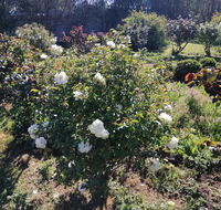 Carisbrook Country Retreat Motel - Holiday Jervis Bay