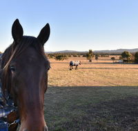 Clydesdale Cottage on Talga with real Clydesdale Horses - Holiday Jervis Bay