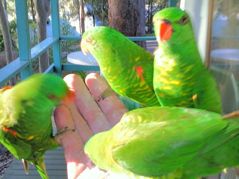 Fyshwicks Cottage - Holiday Jervis Bay 3