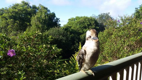 Gumtree House Montville - Holiday Jervis Bay 3