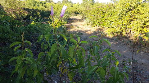 Kernow - Holiday Jervis Bay 1