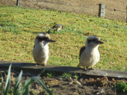 Kiah Country Gardens B&B - Holiday Jervis Bay 3