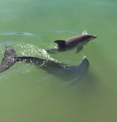 Mandurah Dolphin Escape - Holiday Jervis Bay 3