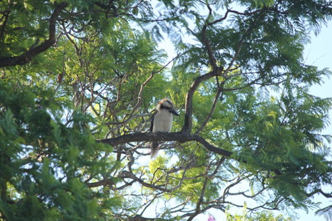 Jacaranda Hideaway Bed & Breakfast - Holiday Jervis Bay 0