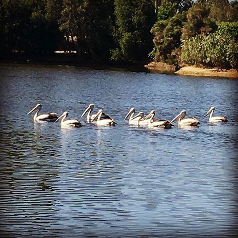 Swan Valley Sisters - Holiday Jervis Bay 31