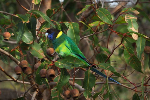 Banksia Tourist Park - Holiday Jervis Bay 15