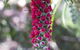 Banksia Tourist Park - thumb 3
