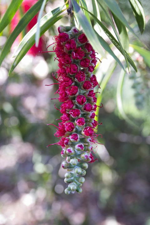 Banksia Tourist Park - Holiday Jervis Bay 3