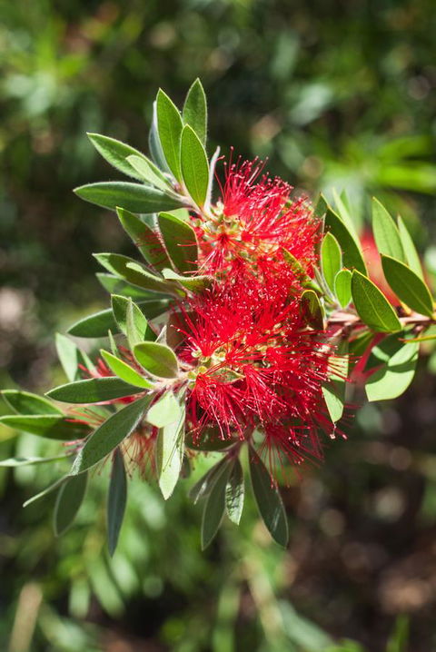 Banksia Tourist Park - Holiday Jervis Bay 26