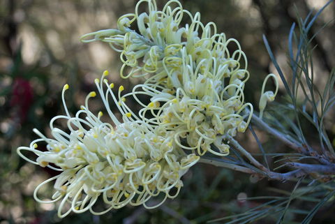 Banksia Tourist Park - Holiday Jervis Bay 9
