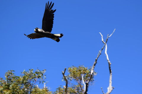 Eagle Bay House - Holiday Jervis Bay 8