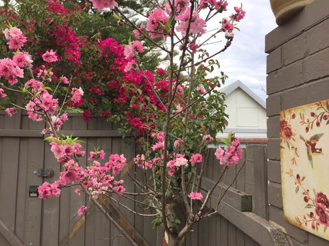 Garden Studio In Cottesloe - Holiday Jervis Bay 10