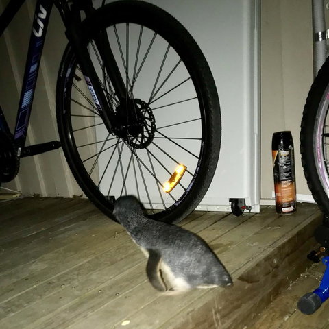 Beachend Bicheno - Holiday Jervis Bay 21