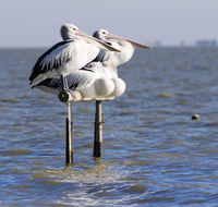 Pelican Perch Retreat - Holiday Jervis Bay