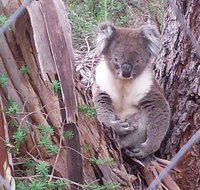Stringybark Hills Retreat - Holiday Jervis Bay