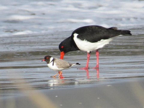 Captain Cook Holiday Park - Holiday Jervis Bay 17