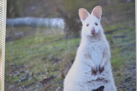 Captain Cook Holiday Park - Holiday Jervis Bay 22