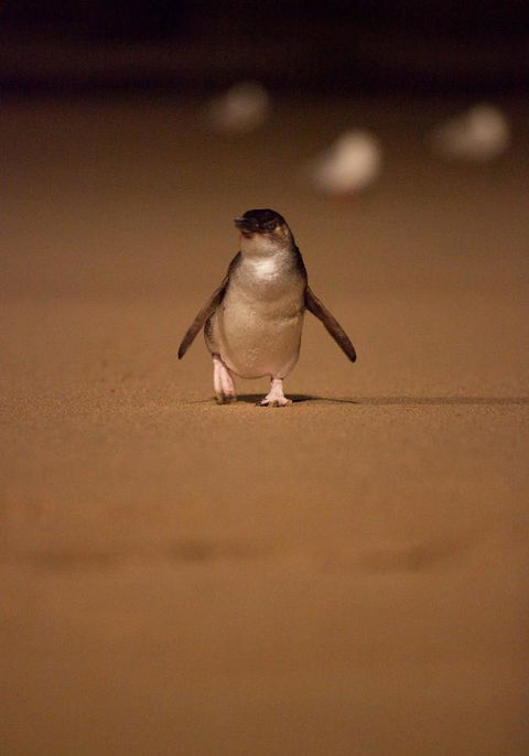 BIG4 Ingenia Holidays Phillip Island - Holiday Jervis Bay 9