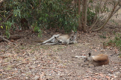 Great Ocean Road Resort - Holiday Jervis Bay 17