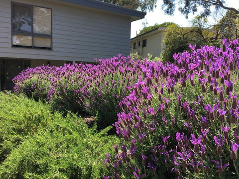 Kookas Retreat - Holiday Jervis Bay 14