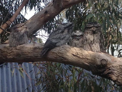 Kookas Retreat - Holiday Jervis Bay 15