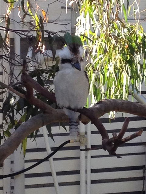 Kookas Retreat - Holiday Jervis Bay 16