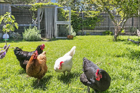 Bilinga Cottages - Holiday Jervis Bay 16