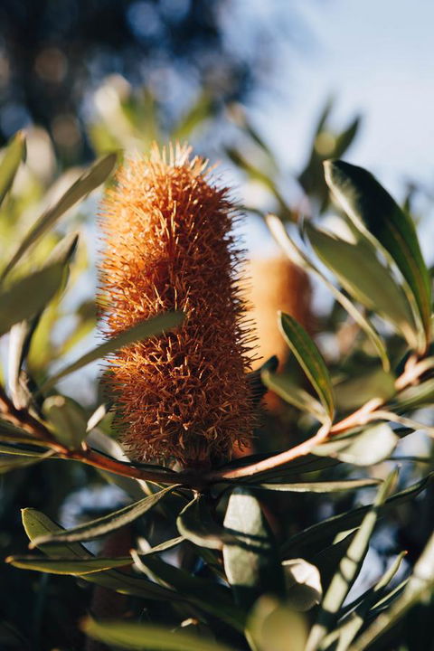 Dunkeld Studio Accommodation - Holiday Jervis Bay 19